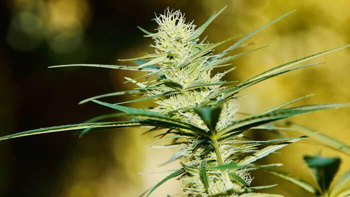 grow-Report: Die Automatik-Sorte Sudden Flower (Blüte)