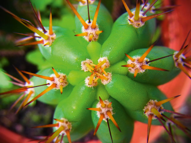 2 Töpfe San Pedro 4 Kakteen Trichocereus pachanoi 5cm Höhere Pflanze je Topf mind