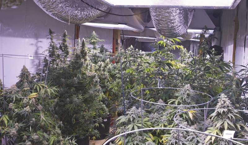 Blutephase Ernte Timing Ertragsmaximierung Grow Magazin