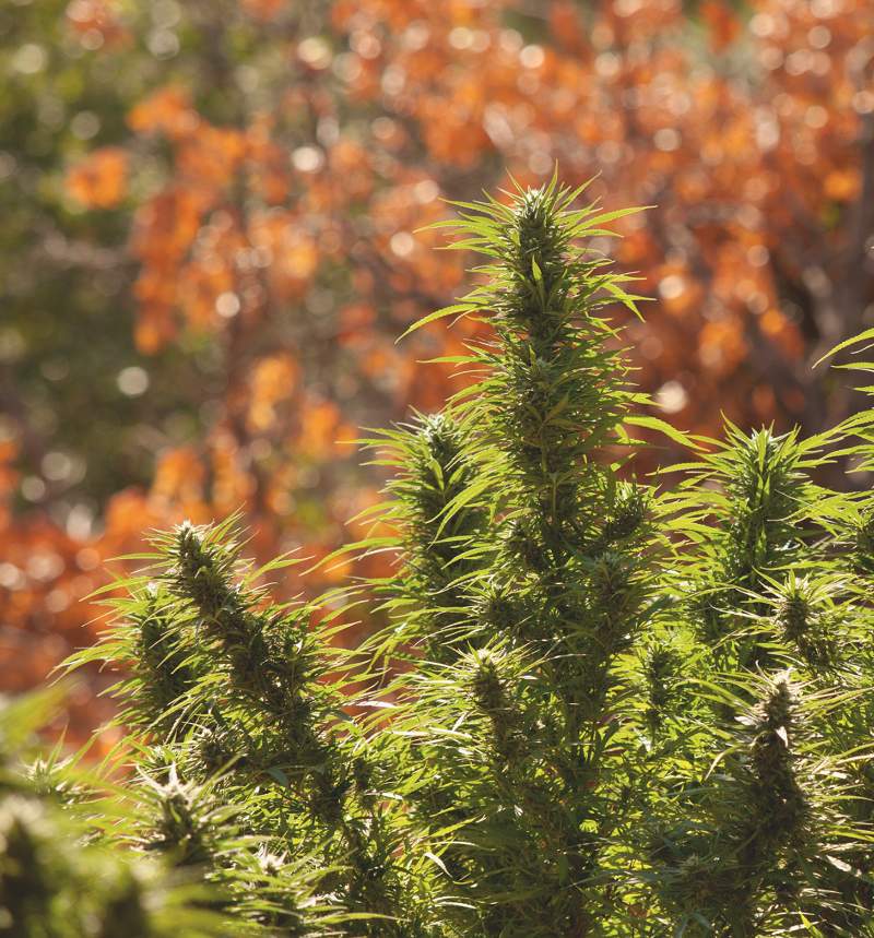 Blutephase Ernte Timing Ertragsmaximierung Grow Magazin