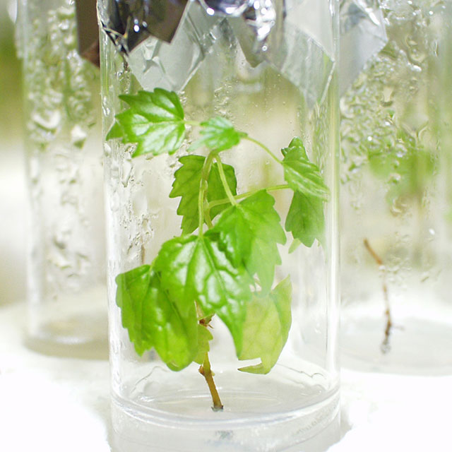 Die InVitroMethode grow! Magazin